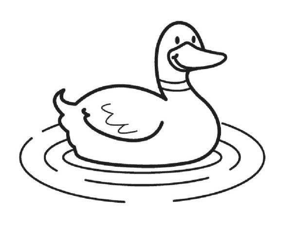 Чёрно-белая утка