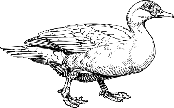 Утка рисунок