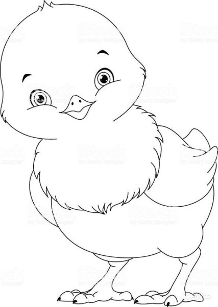 Контурный цыпленок