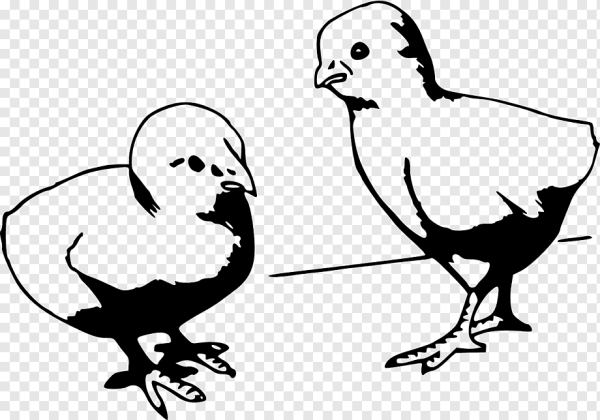 Цыпленок вектор