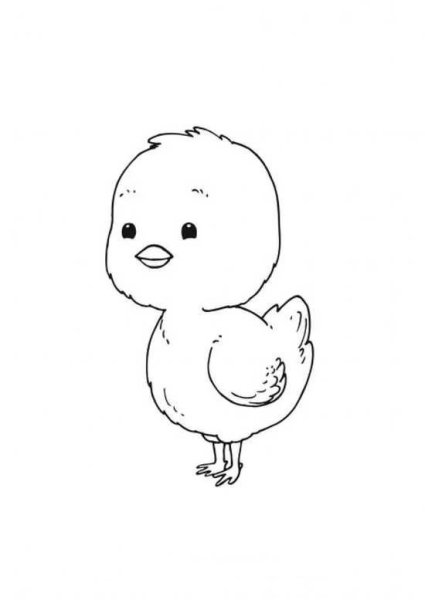 Цыпленок. Раскраски