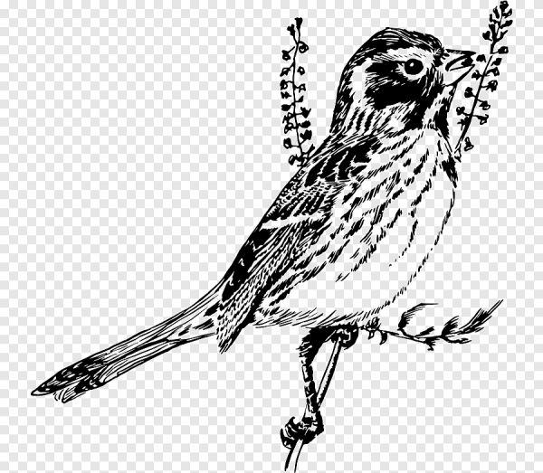 Птичка белая с черным