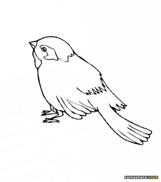 Рисунок воробья для раскрашивания