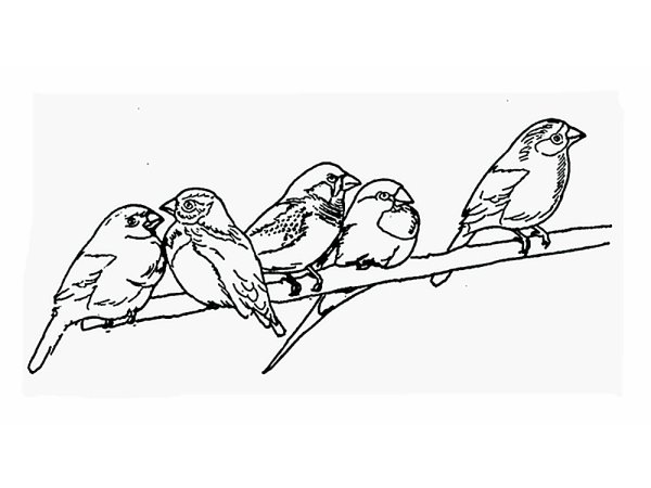 Птица на ветке раскраска