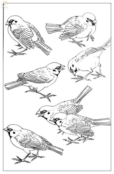 Воробей раскраска