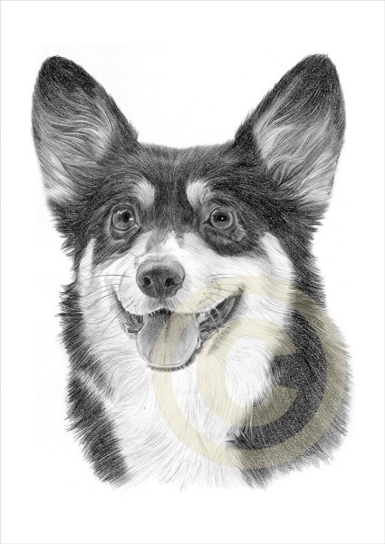 Эскизы корги черно белые
