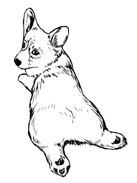 Вельш корги пемброк раскраска