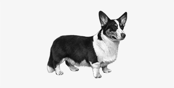 Вельш корги кардиган