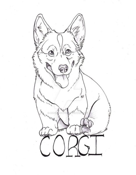 Вельш корги раскраска