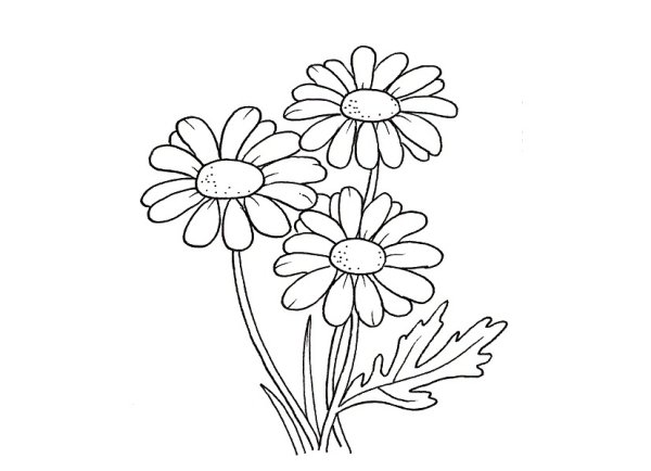 Цветы ромашки васильки колокольчики на прозрачном фоне