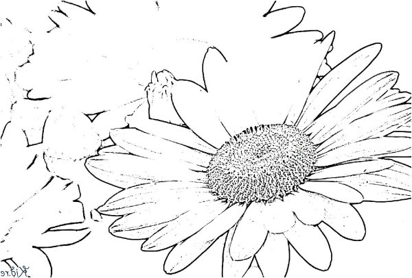 Нарисовать ромашку карандашом