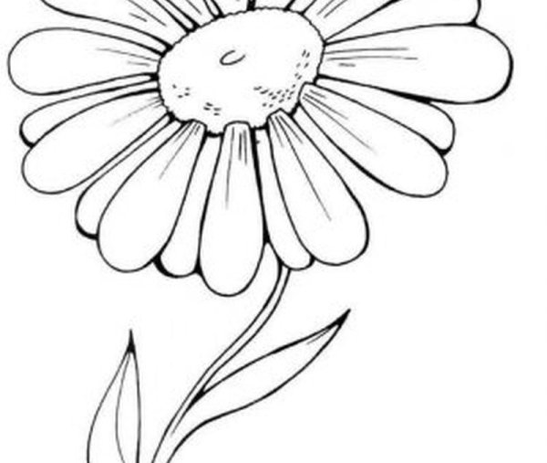 Ромашка черно белая