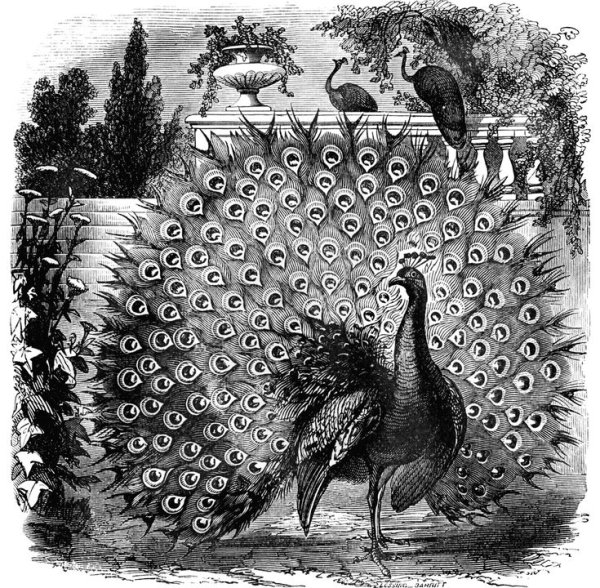 Монохромная иллюстрация