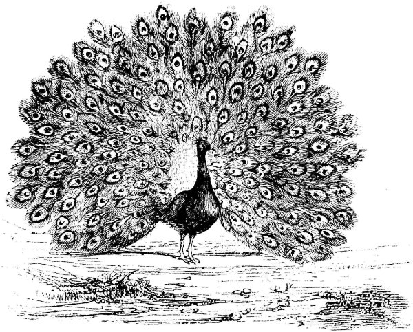 Павлин. Раскраска