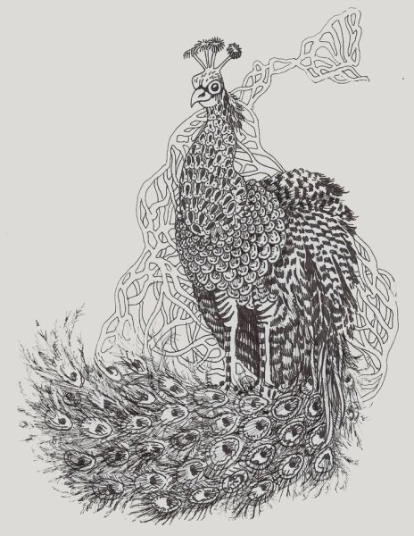 Павлины Графика