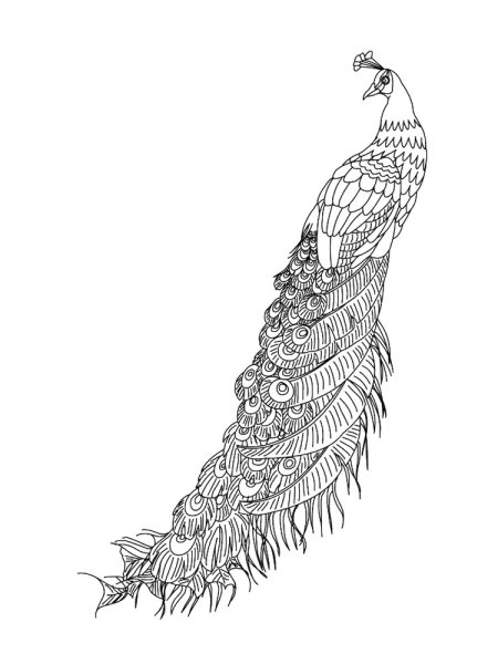 Хвост Жар птицы раскраска