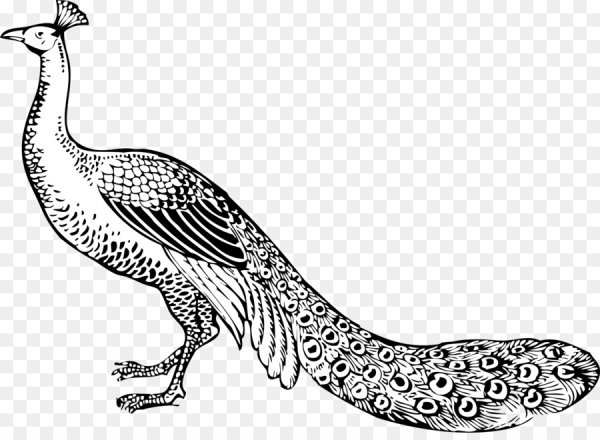 Фазан раскраска для детей