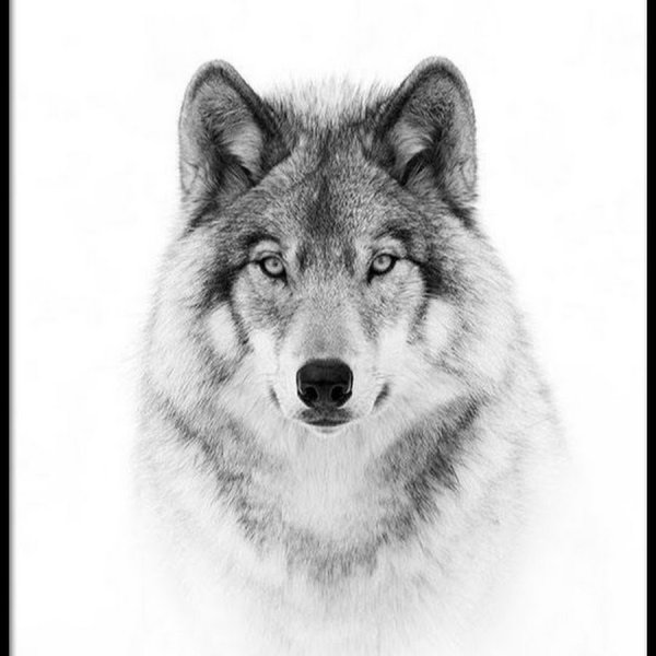 Морда волка