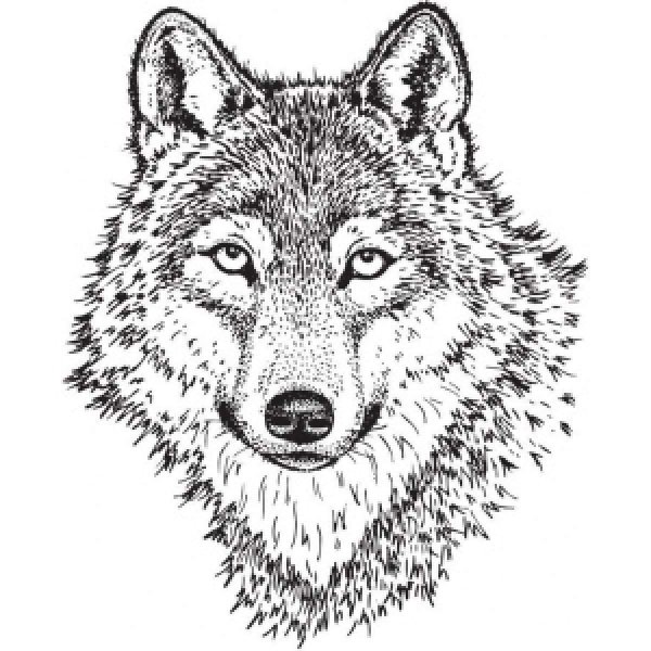Волк контурный рисунок