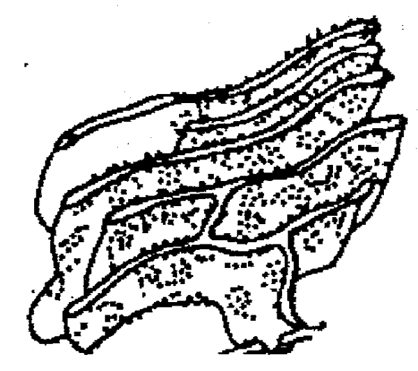 Эндоплазматическая сеть без подписей