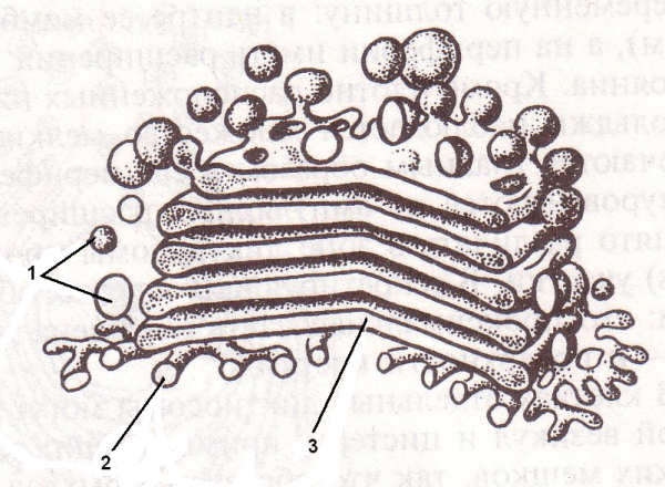Аппарат Гольджи сеть строение