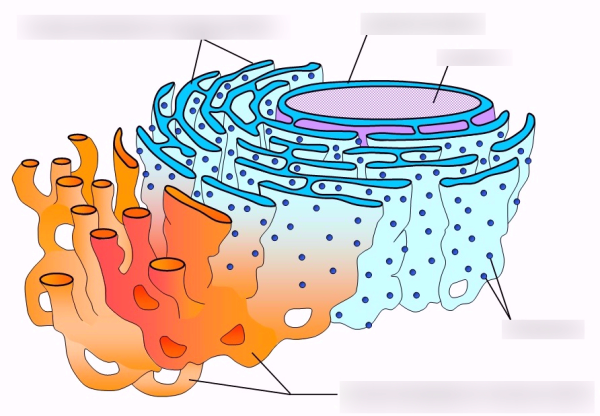 Органоид комплекс Гольджи