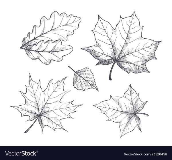 Кленовый лист эскиз