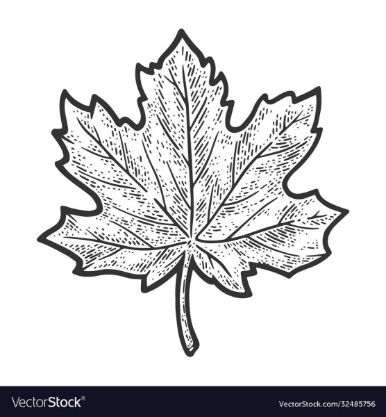 Кленовый лист эскиз