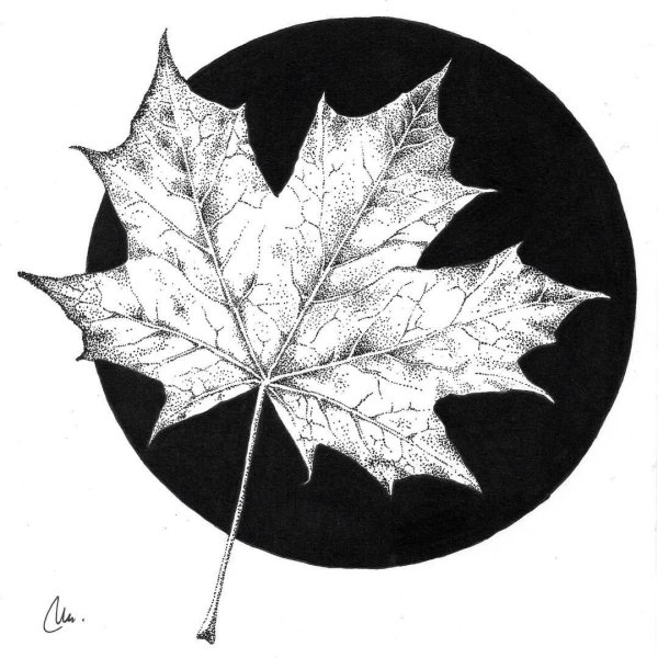 Кленовый лист эскиз