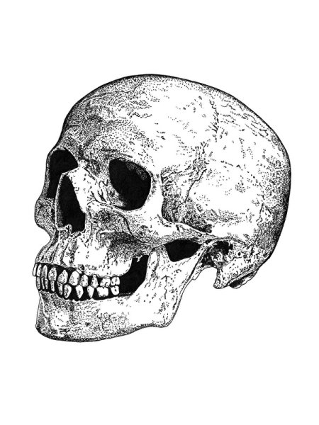 Черный череп