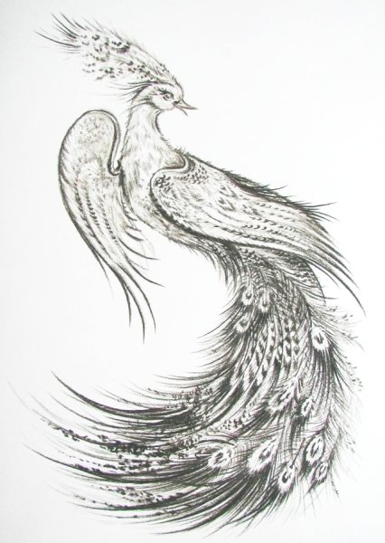 Жар птица тату черно белое