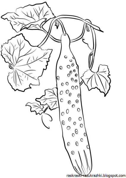 Огурец раскраска
