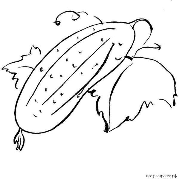 Огурец раскраска