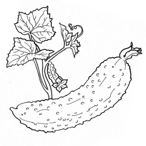 Огурчик раскраска