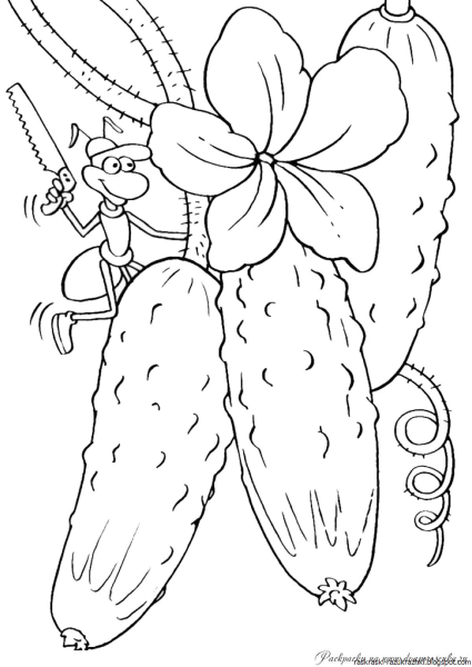 Кабачок раскраска для детей