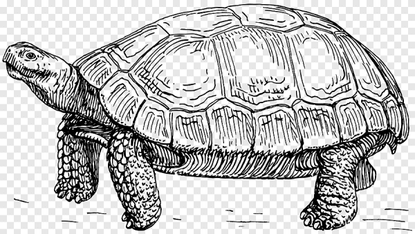 Черепаха рисунок