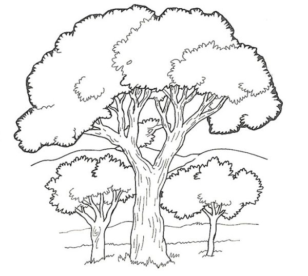 Силуэт дерева