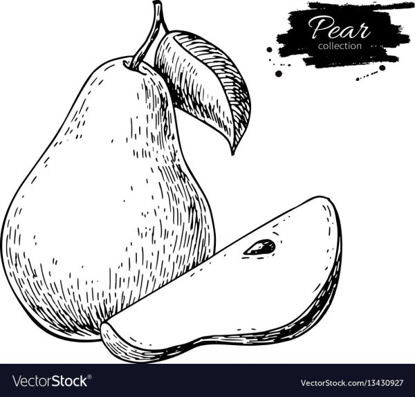 Черно белый рисунок груши в разрезе