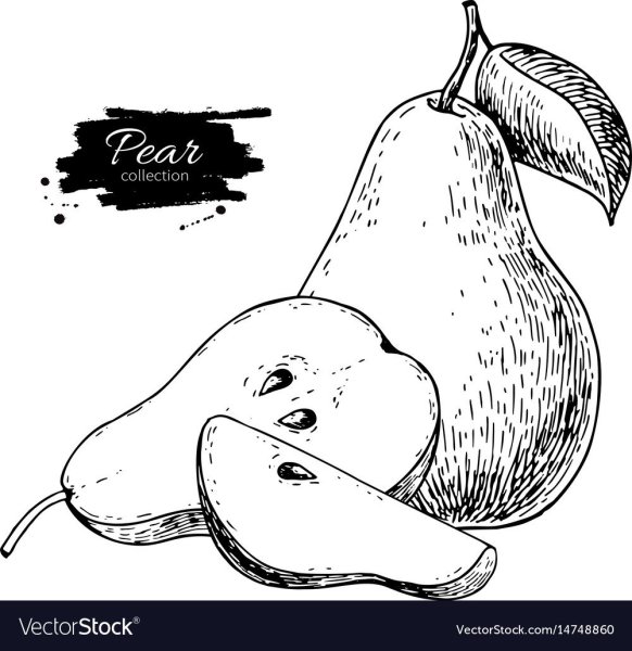 Груши вектор черно белый