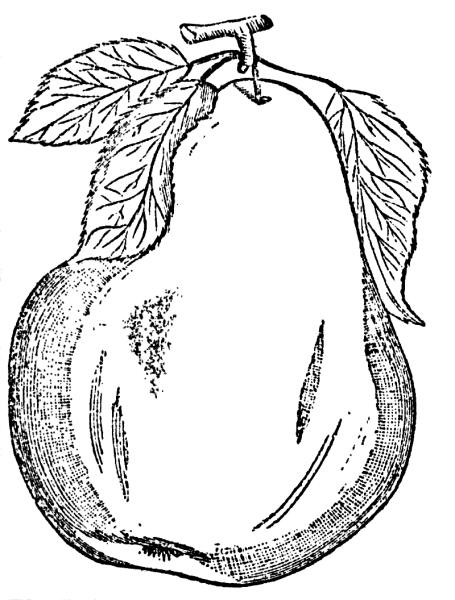 Груша чёрно белая