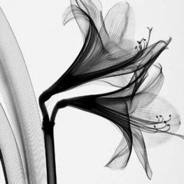 Абстракция в черно-белом цвете