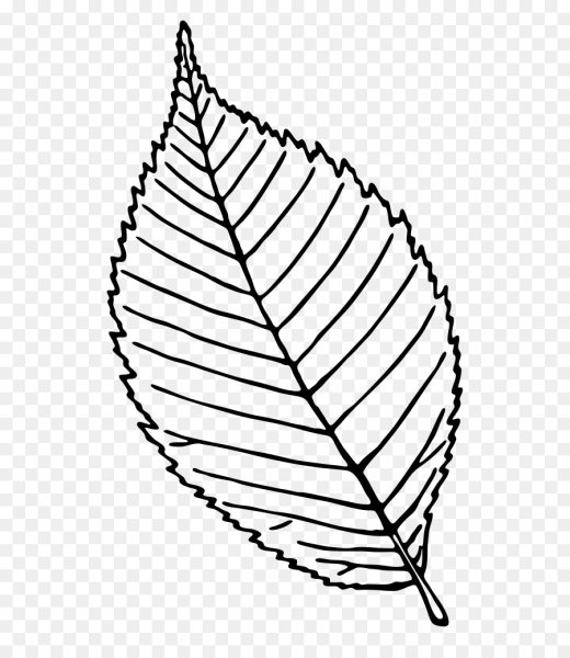 Листья рисунок