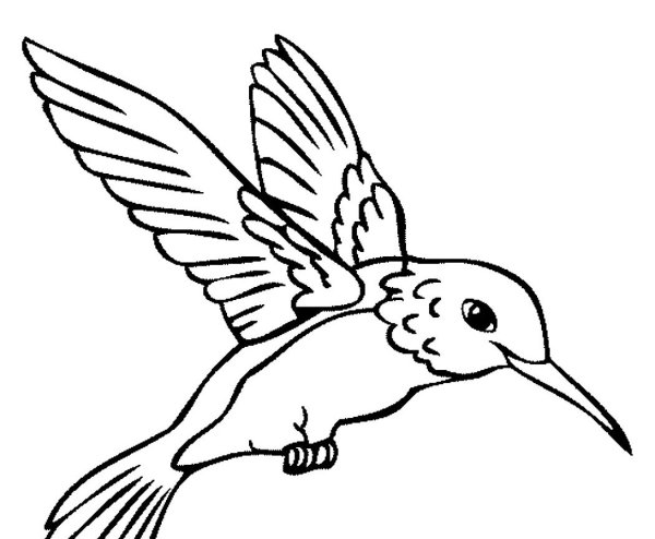 Колибри раскраска