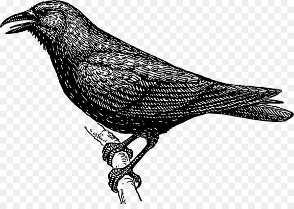 Скворец черно белый