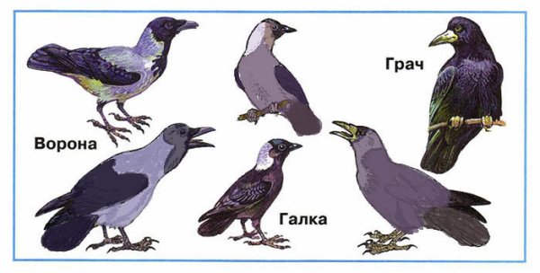 Сравнение ворону,галку,Грача