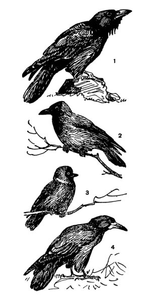 Серая ворона ворон Галка Грач