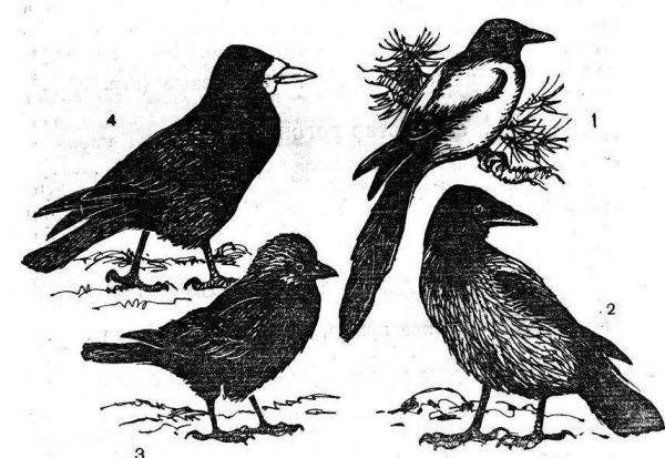 Раскраска вороны