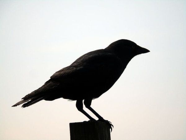 Грач раскраска