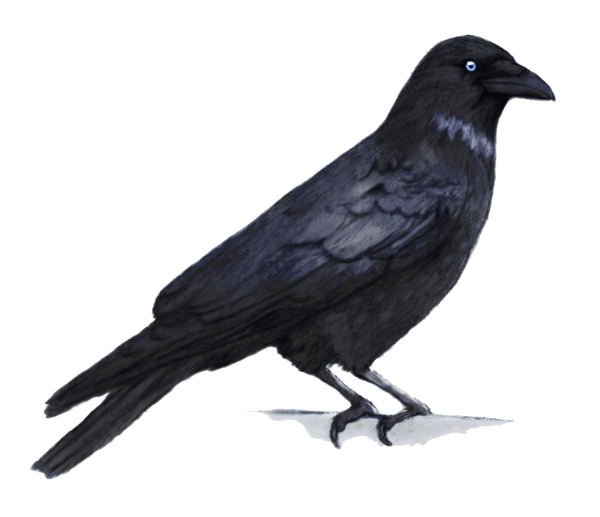 Ворона Галка Грач разница