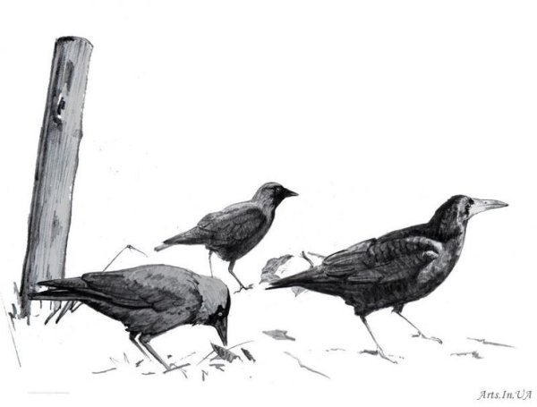 Силуэты птиц для детей